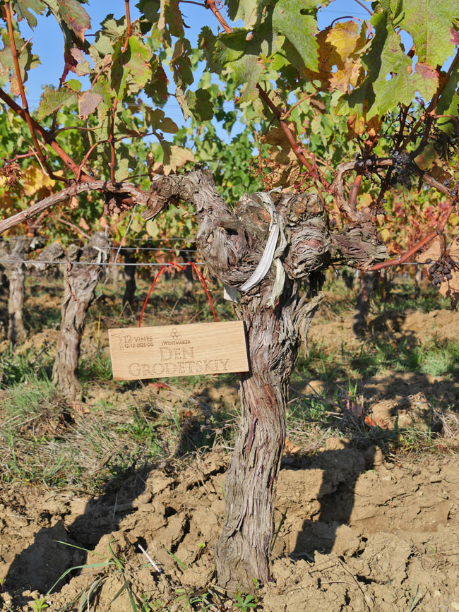 Виноградник на урожай